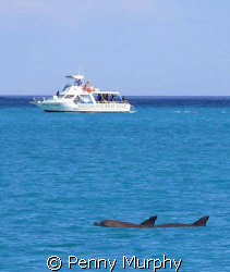 Local dive boat and dolphins by Penny Murphy 